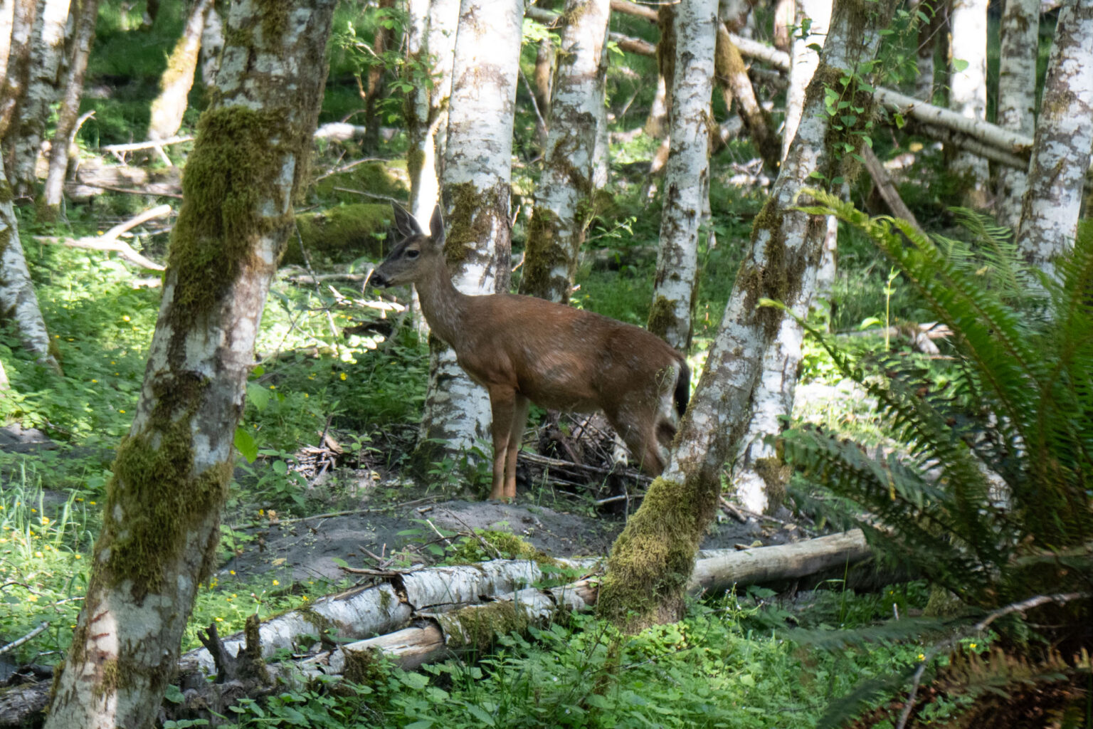Sitka blacktail.